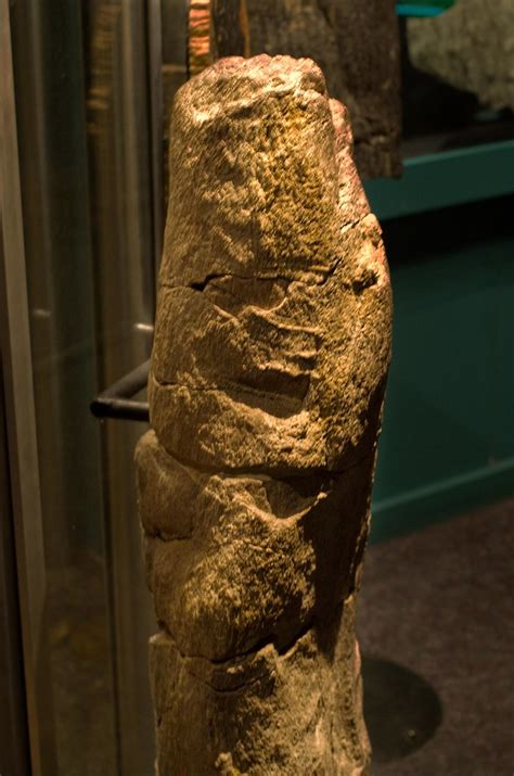 prototaxites fossil for sale
